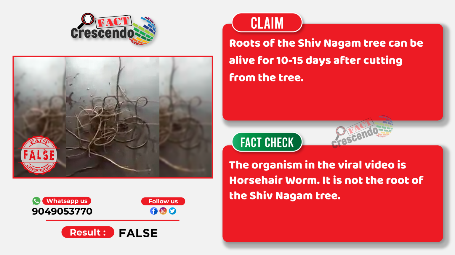 This Is Not Roots of Shiva Nagam Tree; It Is A Video of Horsehair Worms