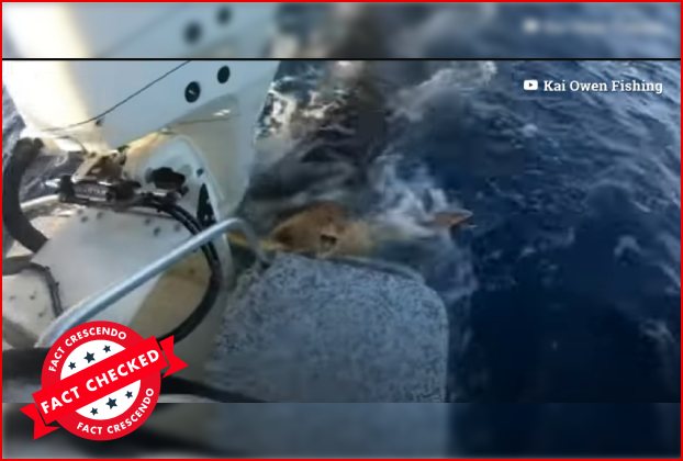 Edited Video Created With Two Unrelated Footages Shared as a Shark Helping Humans in Rescuing a Sea Turtle – FactCrescendo